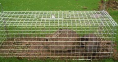 Pest-free environment
