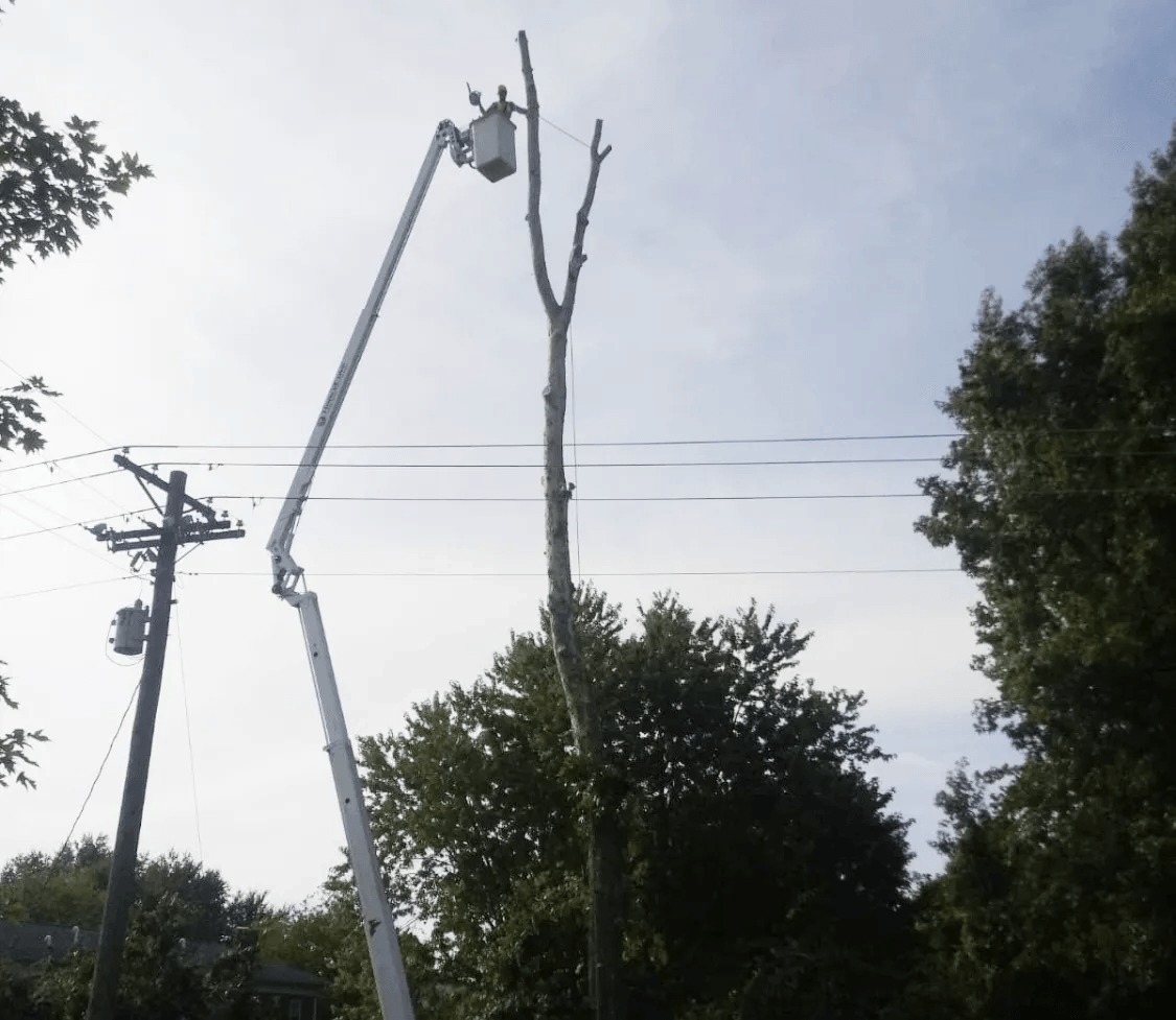honeycove bucket lift tree removal