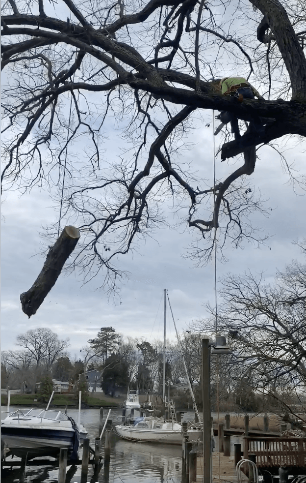 tree elevation-pier