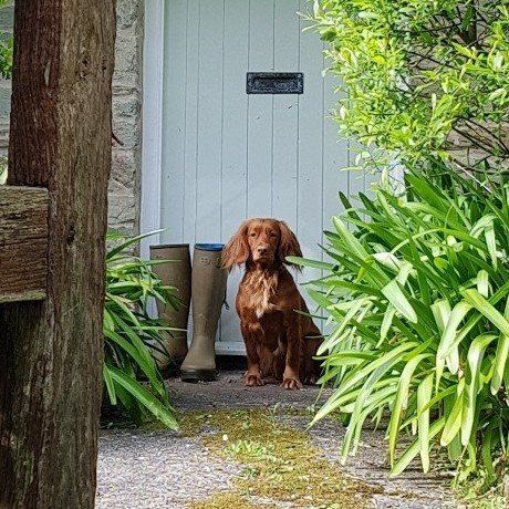 red spaniel sitting next to pair of green wellies sitting outside light blue door. Cotswold Tiger, The Second Home Company