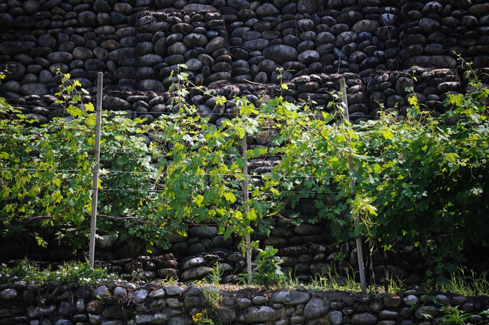 Vineyards