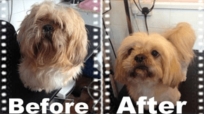 Dog Haircut