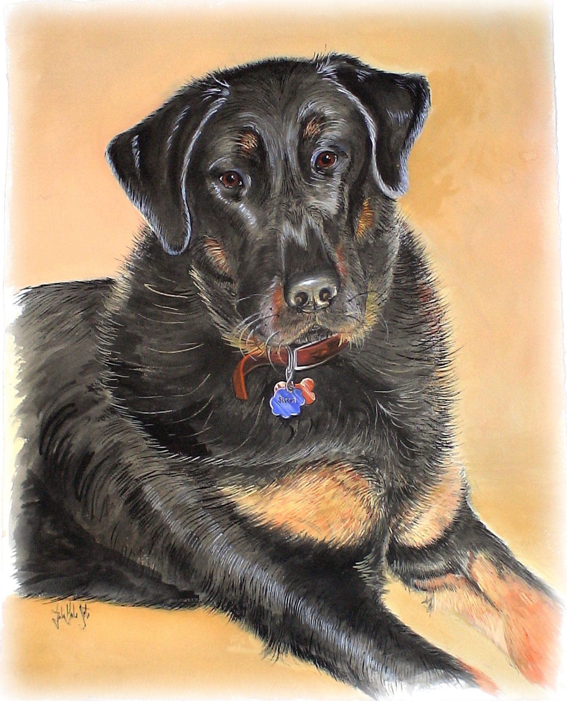 pet portraits