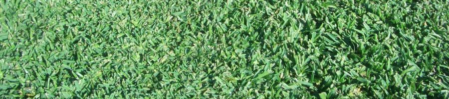 Palmetto soft leaf buffalo, shade grass, Brisbane, Ipswich Gold Coast and surrounds