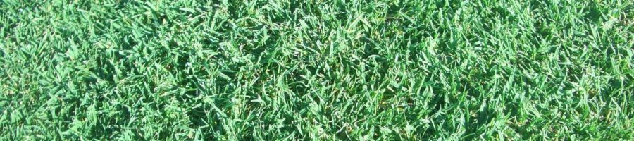 turf, wintergreen couch