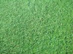 turf, aussie blue couch, aussiblue couch