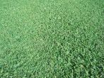 palmetto, soft leaf buffalo, shade grass, shade tolerant, palmetto buffalo grass