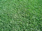 empire zoysia