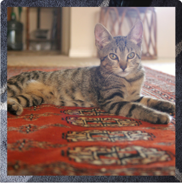 gatto sul tappeto