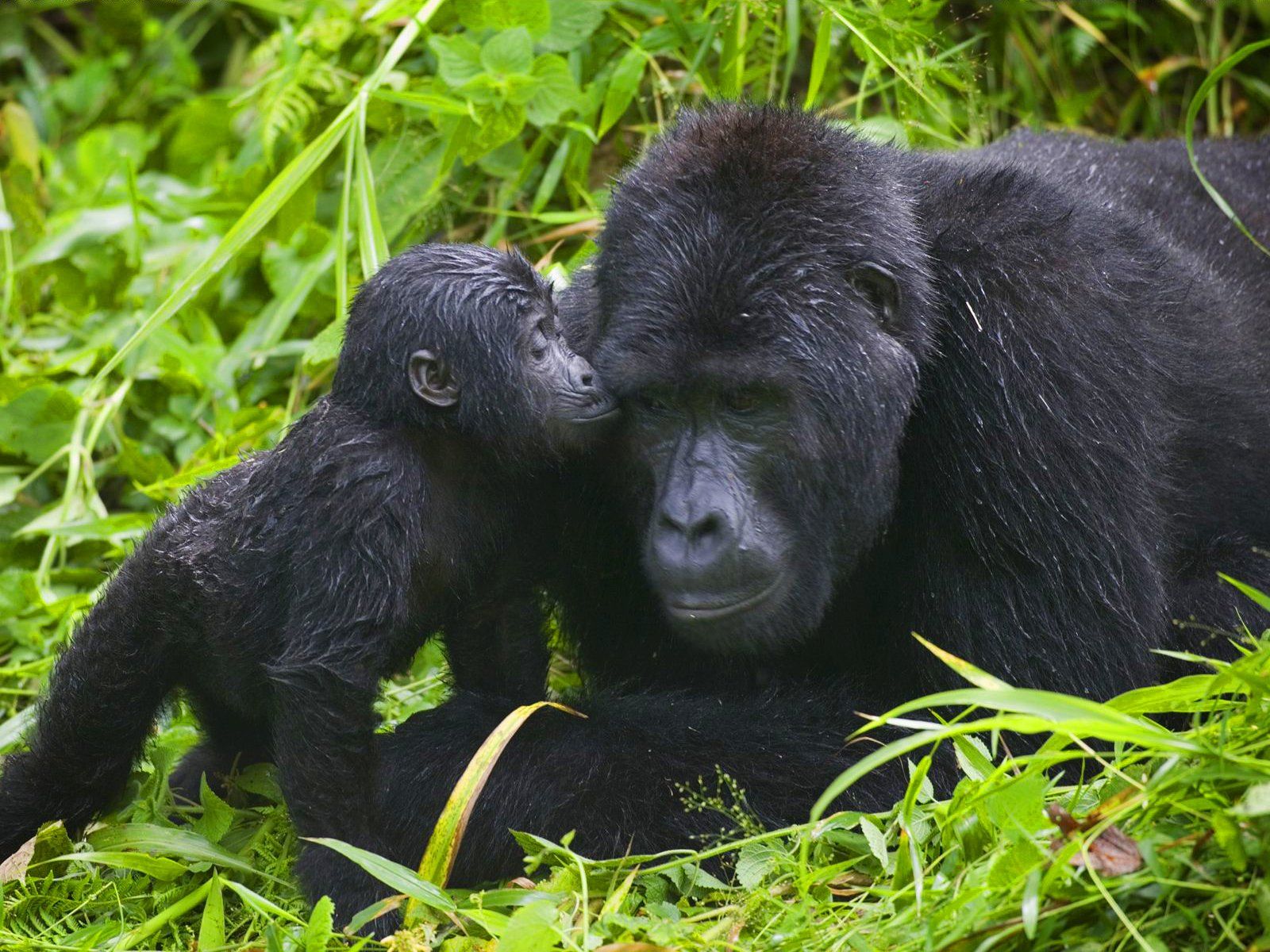 Gorilla’s gespot tijdens mountainbikesafari in Oeganda
