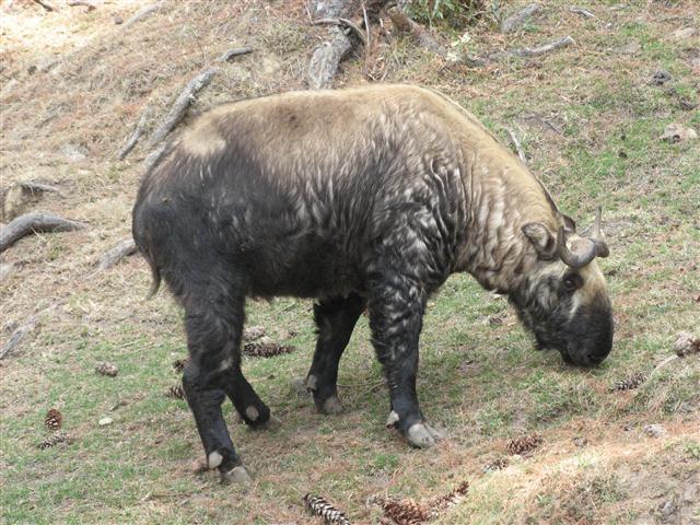 takin bhutan