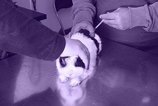 Bunny receiving shot at vet