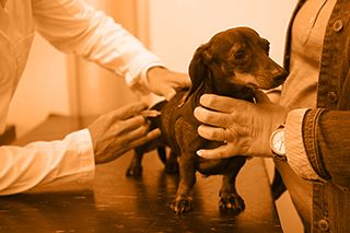 Dog receiving shot at vet