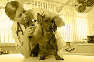 Vet looking in dog's ear