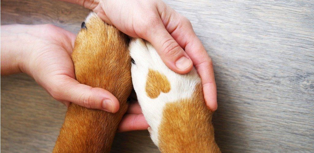 paws in hands | Wilson, NC