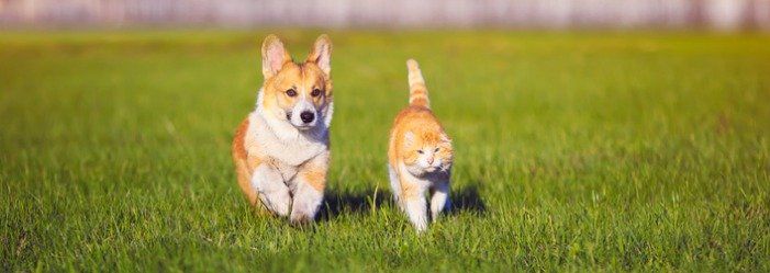 dog and cat running outside | Wilson, NC