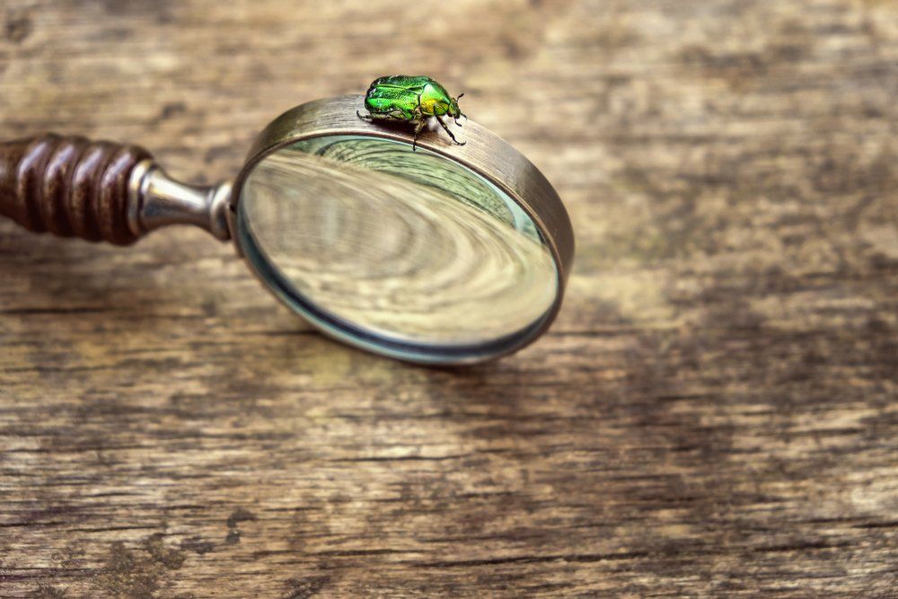 Un scarabée vert sur une loupe, posé sur une surface en bois.