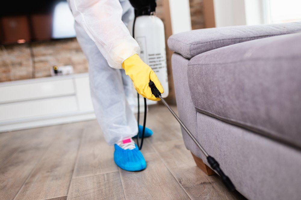 Un technicien en désinsectisation pulvérise un insecticide sur un canapé gris dans un salon.