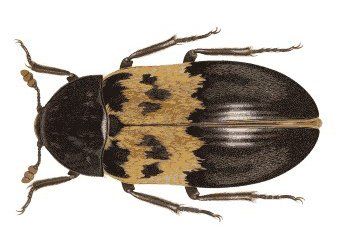 Coléoptère présentant des marques noires et beiges sur sa carapace.