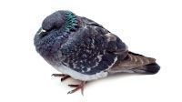 Pigeon au plumage bleu et gris, perché sur une surface blanche.