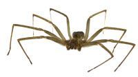 Araignée recluse brune à longues pattes, isolée sur fond blanc.