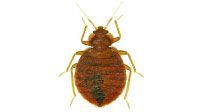 Punaise de lit, brune, corps ovale avec abdomen segmenté, six pattes et antennes, rampante.