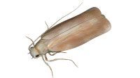 Un papillon de nuit de couleur beige, doté de longues antennes et de pattes délicates.