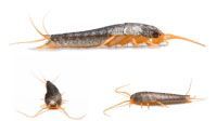 Poisson d'argent, insecte au corps argenté et orange et aux longues antennes.