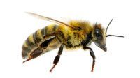 Abeille à rayures jaunes et noires, ailes déployées, isolée sur fond blanc.