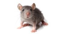 Rat gris au nez et aux pattes roses, assis sur une surface blanche, regardant droit devant lui.