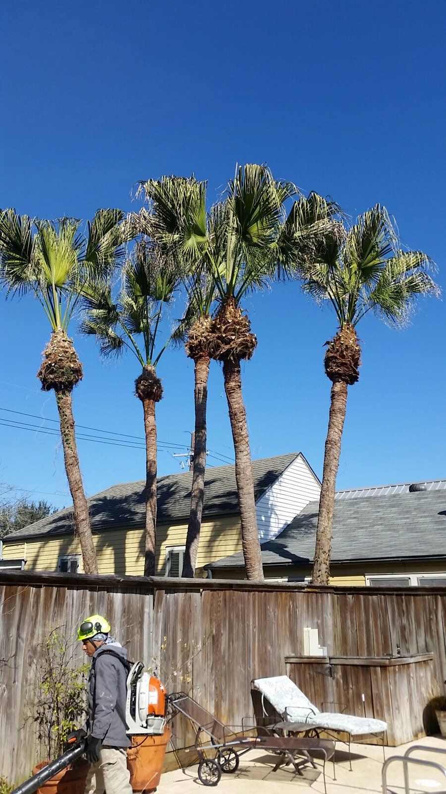 A man is standing in front of a fence with palm trees blowing in the wind