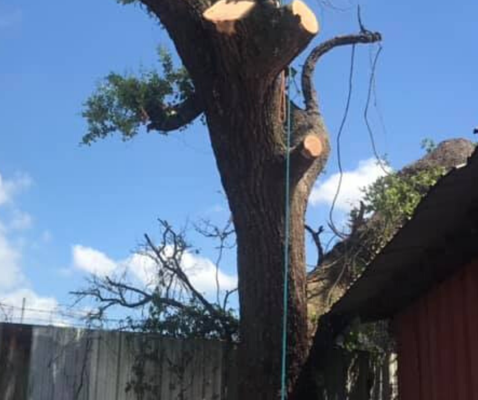 A tree is being cut down in front of a house. Tree Service Metairie LA