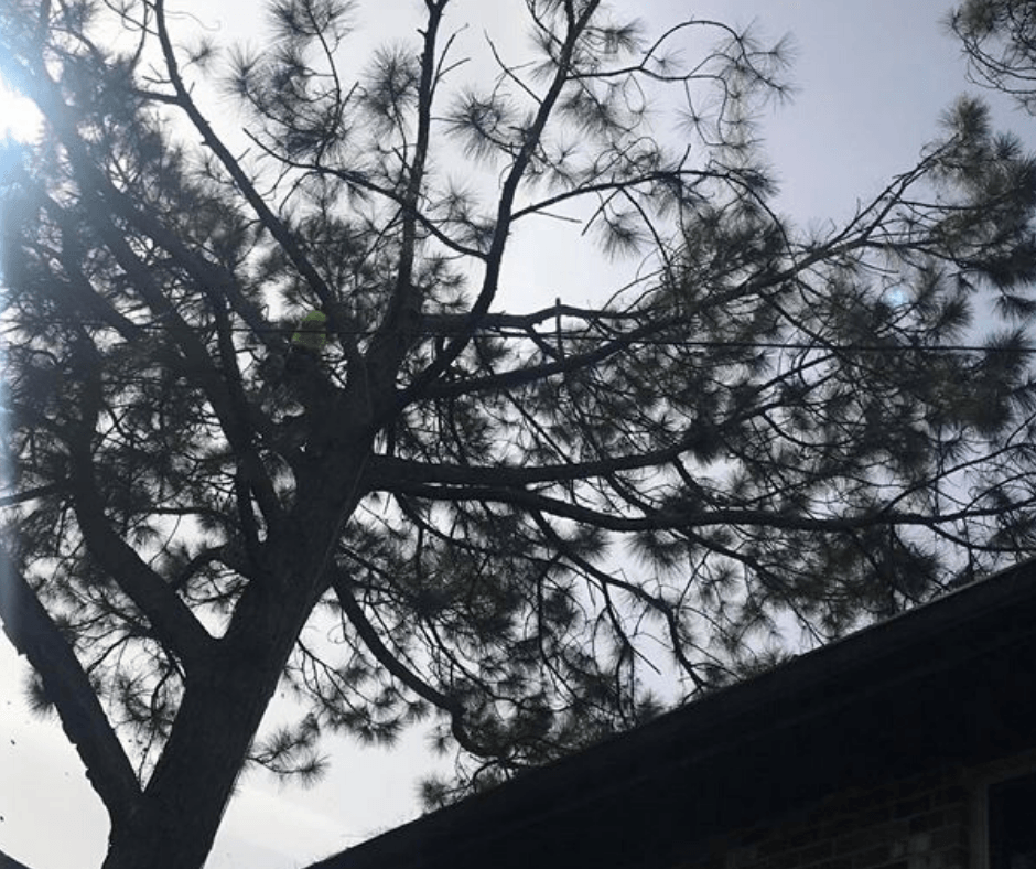 The sun is shining through the branches of a tree Tree Trimming Service Metairie LA