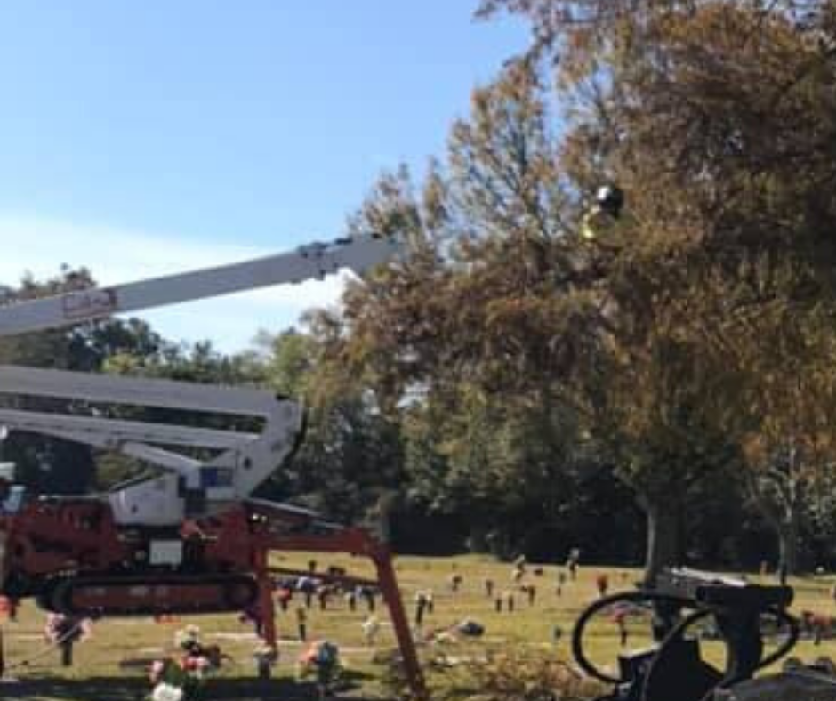 A crane is cutting a tree in a park.