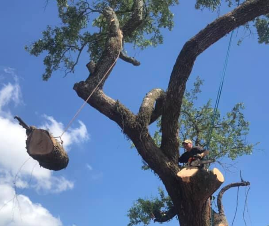 A man is cutting down a tree with a chainsaw.