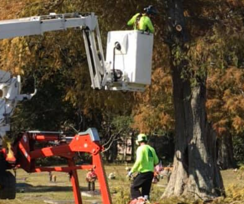 Two men are working on a tree with a crane.