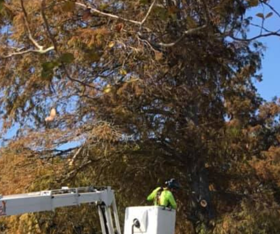 A man is cutting a tree with a crane.