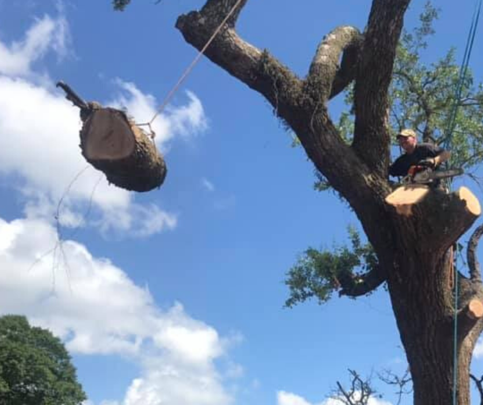 A man is cutting down a tree with a chainsaw.