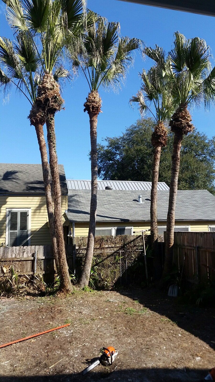 A stihl chainsaw is sitting in the dirt in front of some palm trees