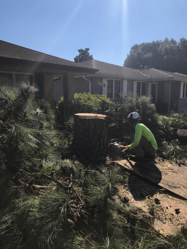 A man is cutting a tree stump in front of a house.