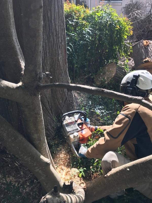 A man is cutting a tree with a chainsaw