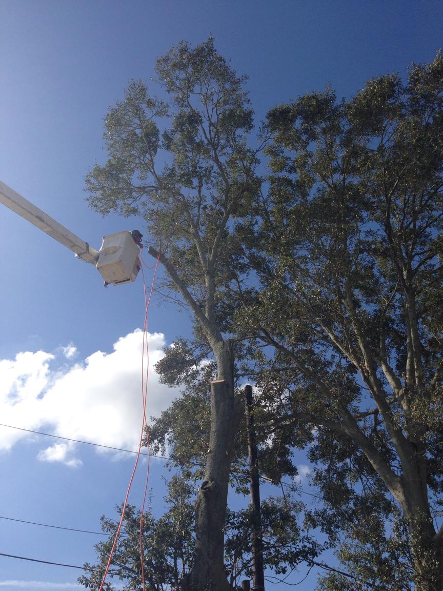 A man in a bucket is cutting a tree