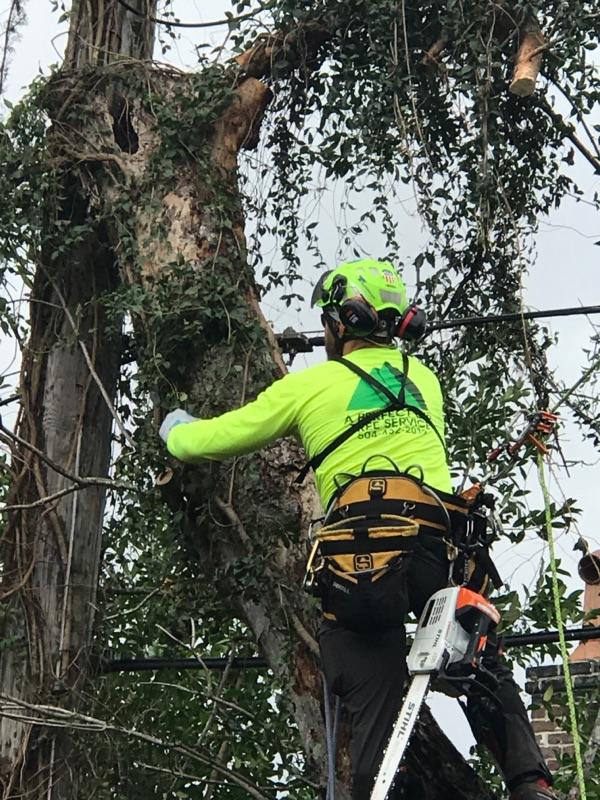A man is climbing a tree with a chainsaw.