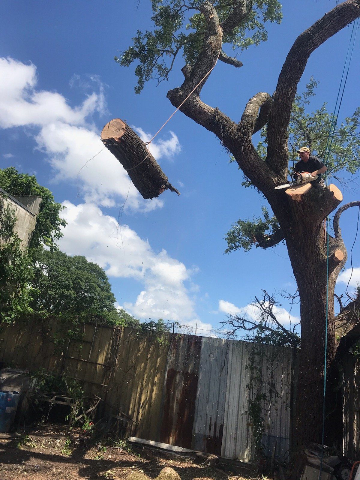 A man is cutting down a tree with a chainsaw