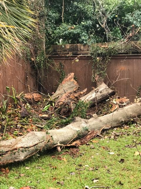 A large log is laying on the grass in front of a wooden fence.