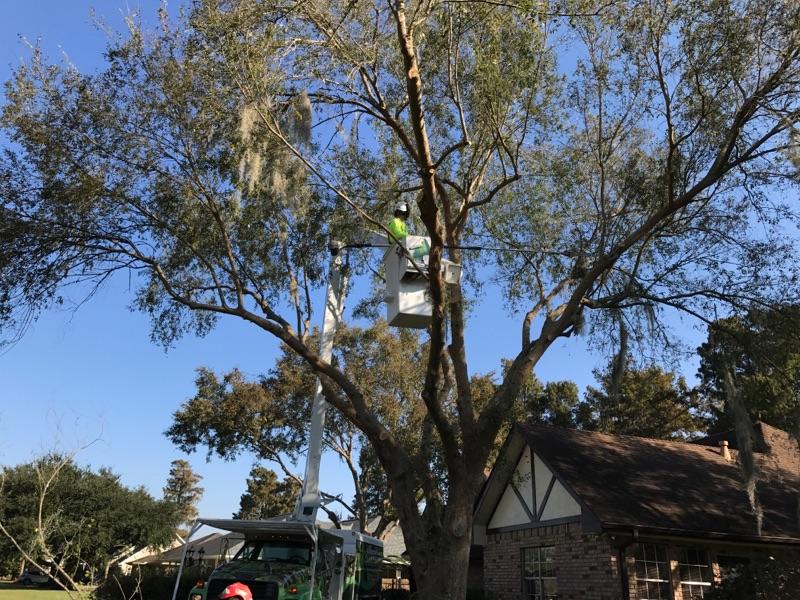 A man in a bucket is cutting a tree in front of a house.