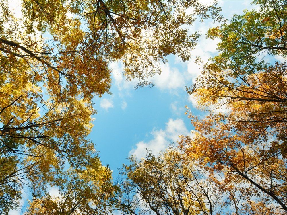 Looking up at the sky through a circle of trees