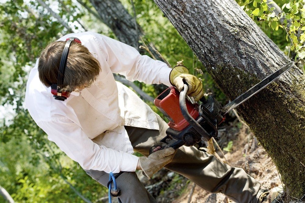 A man is cutting a tree with a chainsaw