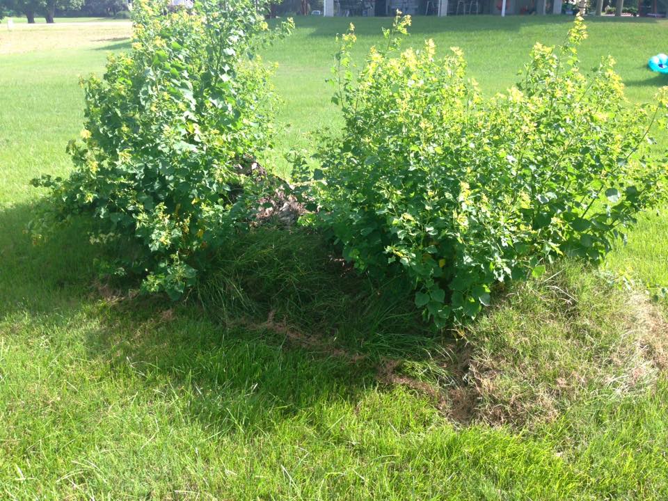 A small bush in the middle of a lush green field