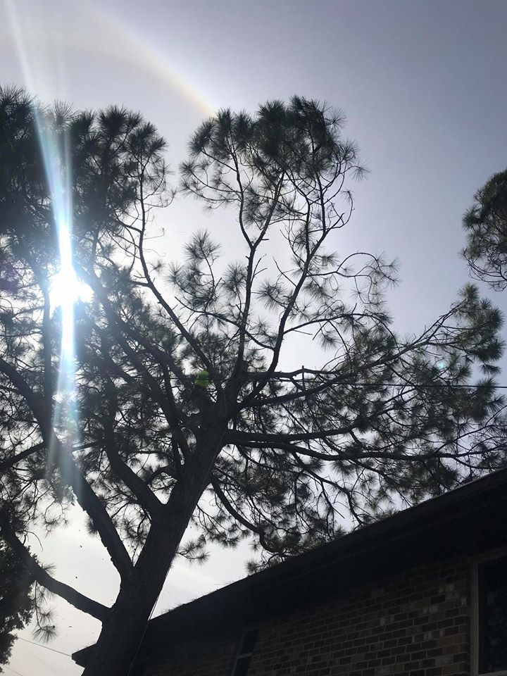 The sun is shining through the branches of a tree Tree Service Metairie LA